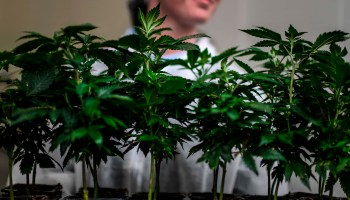 A worker holds a tray with cannabis cuttings at the new European production site of Tilray medical cannabis producer, in Cantanhede, Portugal, on April 24, 2018.