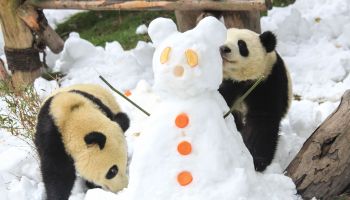 This photo taken on Dec. 25, 2019, shows pandas playing as staff members cover the enclosure with snow at the Chengdu Research Base of Giant Panda Breeding in Chengdu in China's southwestern Sichuan province.