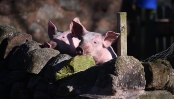 Free range pigs in the sun at Biddulph Park on February 1, 2021, in England.