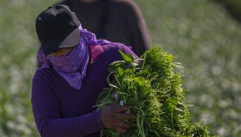 An immigrant farm worker harvests spinach on February 24, 2017 near Coachella, California.