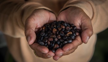 A man holds roasted coffee beans.