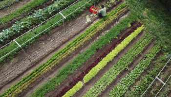 An aerial shot of a farmer harvesting lettuce.