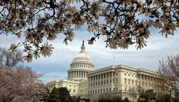 The U.S. Capitol Building, framed by cherry blossoms.