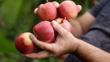 A pair of hands holding several apples.