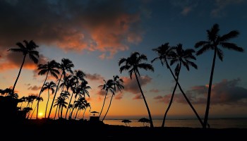 The sun rises over a group of palm trees along the sea in Hawaii.