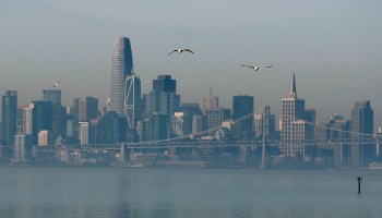 Seagulls fly near the San Francisco skyline on November 11, 2019 in Alameda, California.