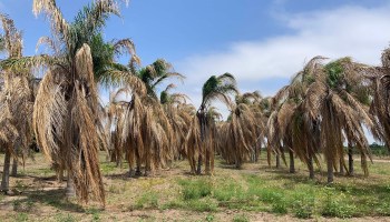 Palm trees with fronds turning brown stand on Simmons Oak Farms just outside of Harlingen, Texas.