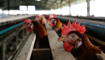 A row of chickens at a farm.