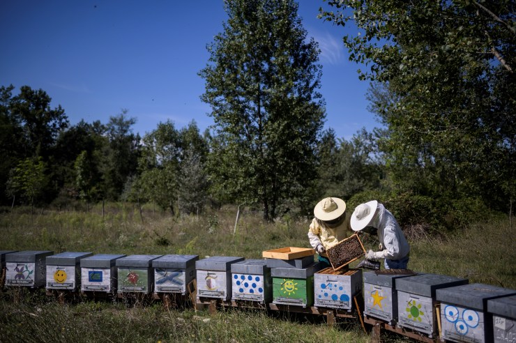A beekeeper harvests honey at an apiary in northeastern Italy.