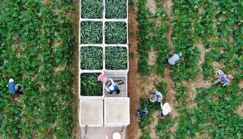 An aerial view from a drone shows farm workers as they fill up bins in the back of a truck with zucchini.