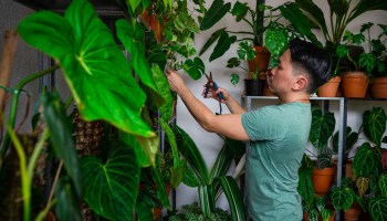 A man trims the leaves of a houseplant in a room filled with greenery.