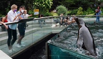 Visitors wearing face masks watch a sea lion performance at Central Park Zoo.