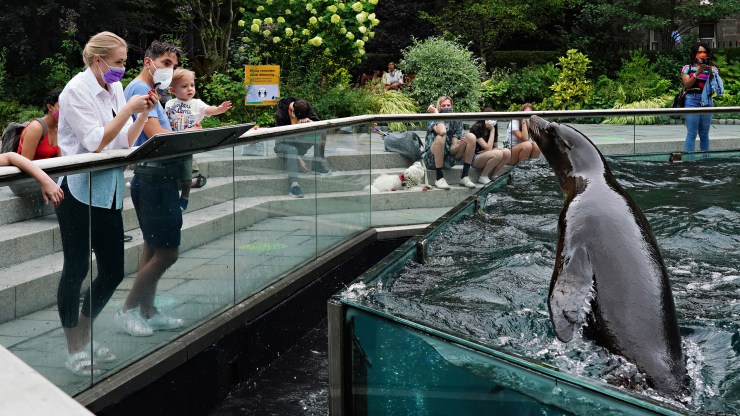 Visitors wearing face masks watch a sea lion performance at Central Park Zoo.