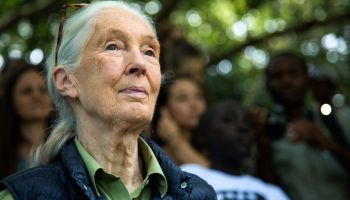 British primatologist Jane Goodall is pictured during a visit to the chimp rescue center on June 9, 2018 in Entebbe, Uganda.
