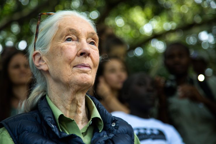 British primatologist Jane Goodall is pictured during a visit to the chimp rescue center on June 9, 2018 in Entebbe, Uganda.