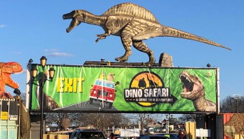 Signs, and many little orange traffic cones, guide drivers through the pandemic-friendly dinosaur exhibit that culminates with a replica of a Tyrannosaurus rex.