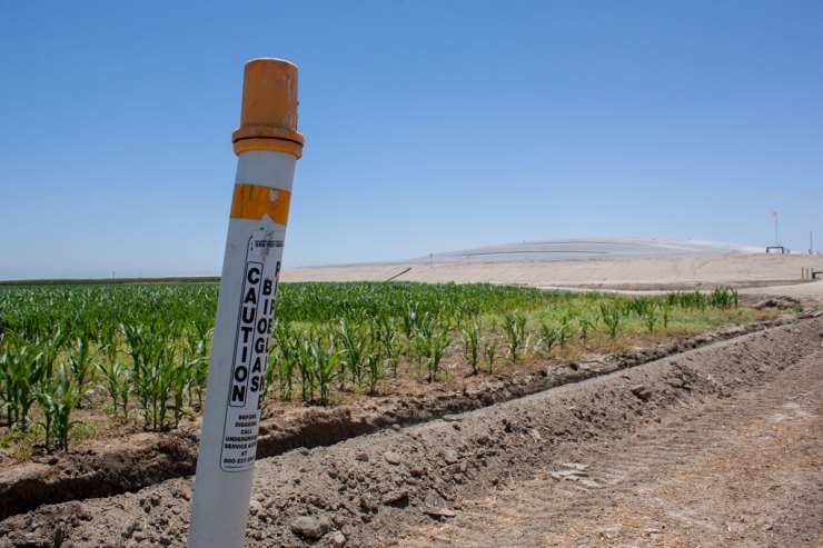 A connector channel in front of a cornfield runs to a methane pipeline. In the background is a digester that captures the greenhouse gas from manure.