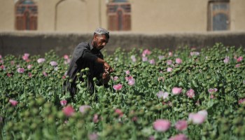 An Afghan opium poppy farmer in a field.