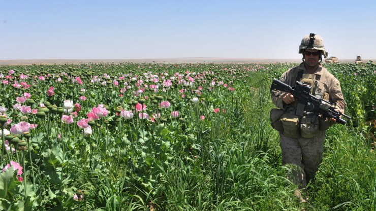A U.S. Marine sergeant patrols in an Afghan poppy field in 2011.