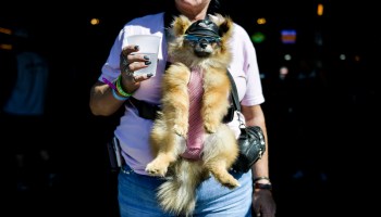Leo the Pomeranian hangs out at the Big Engine Bar with his owner, Mary Hanson, at the Buffalo Chip during the 80th Annual Sturgis Motorcycle Rally in Sturgis, South Dakota on August 9, 2020.