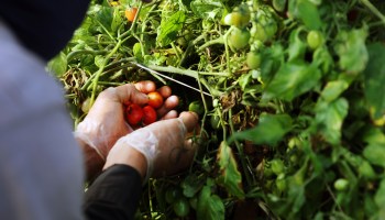 A worker picks tomatoes.