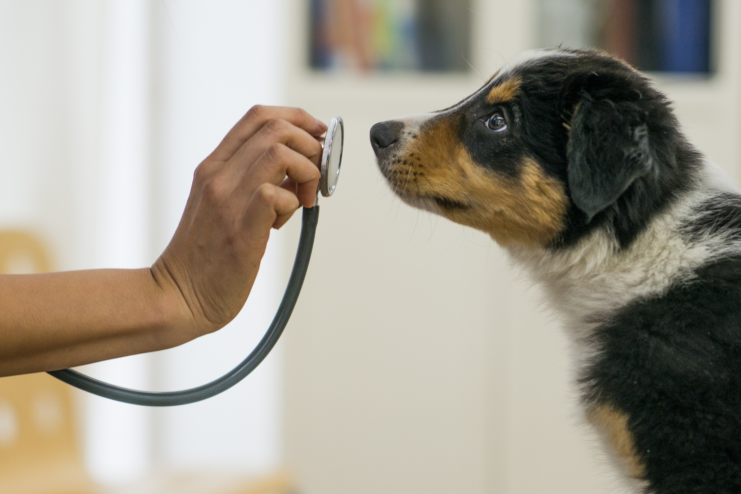 Why is veterinary care so expensive? - Marketplace