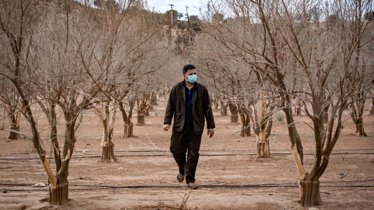 Wahid Aguertite, a farmer, walks among orange trees dried out by drought on Morocco's southern plains of Agadir in the country's agricultural heartland, on October 22, 2020.
