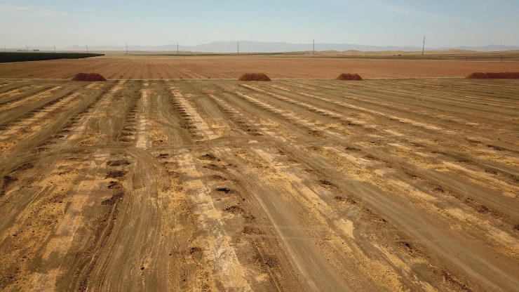 Dead almond trees lie in an open field after they were removed by a farmer because of a lack of water to irrigate them, in Huron, California, a town in the drought-stricken Central Valley, on July 23, 2021