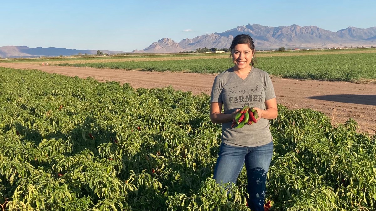 Climate change and a labor shortage threaten New Mexico’s signature chile crop - Marketplace