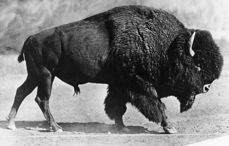 An archival photo of an American bison, sometimes called buffalo, circa 1930.