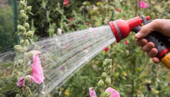 A person waters flowers in a garden with a garden hose.