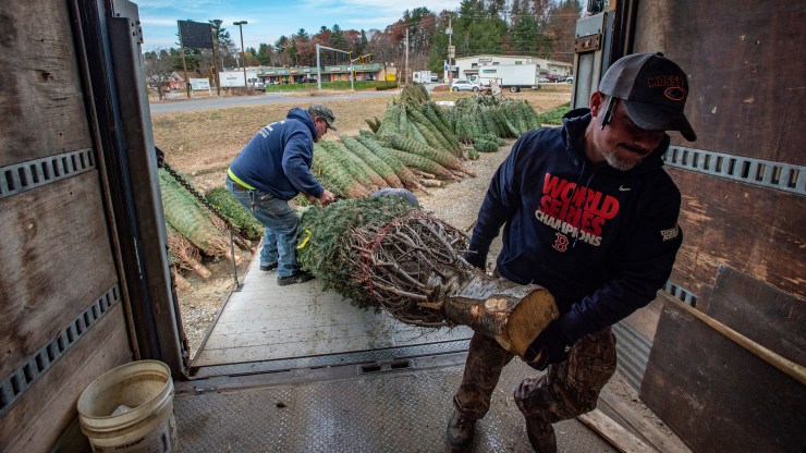 A tree is loaded into a box truck as part of a large tree order at North Pole Xmass Trees in Nashua, New Hampshire on November 21, 2021.