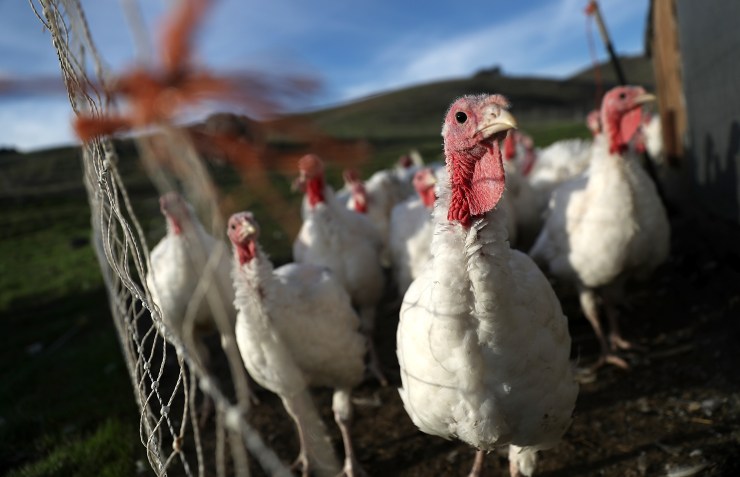 White turkeys with red heads and wattles stand next to a wire fence; green hills and blue sky with streaks of clouds are in the background.