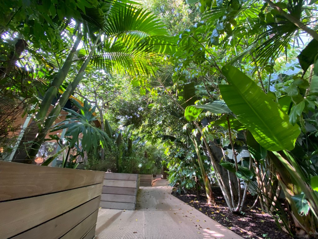 A walkway in Second Home Hollywood is lined with green bushes planted in the ground on one side and in wooden boxes on the other.