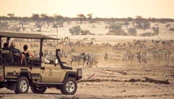 People ride in a safari jeep while zerbas run in the background.