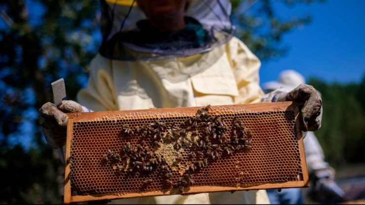 A beekeeper in northwestern Italy.