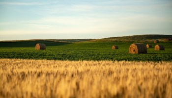 Straw barrels and wheat field at sunrise in North Dakota.