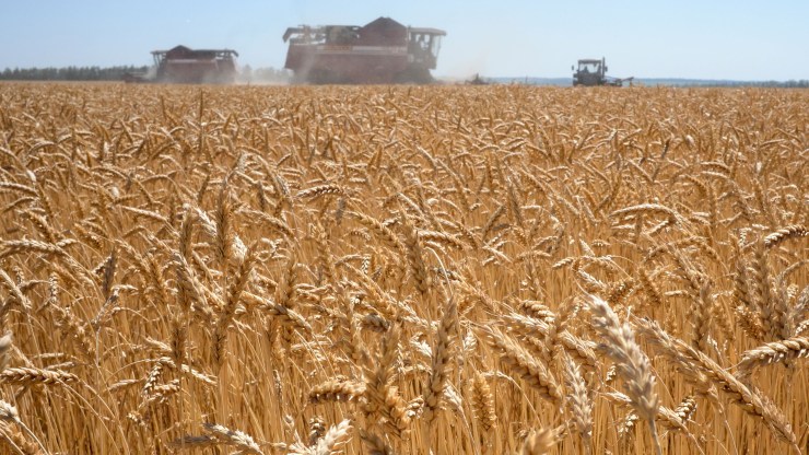 A wheat field outside the village of Karpenkovo, Russia.