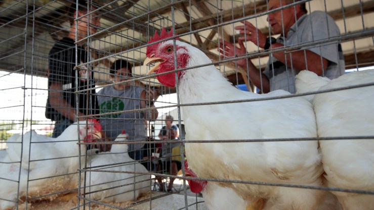 A chicken in a cage is judged at a 2018 Iowa County Fair.