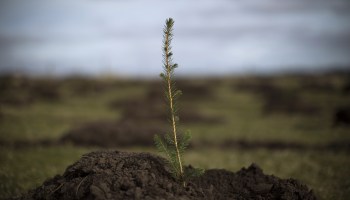 A Sitka spruce is planted at the North Doddington site in Doddington, England.