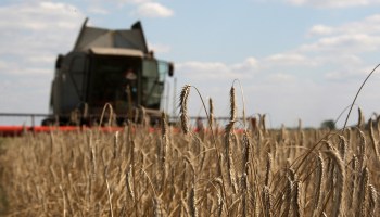 Wheat is pictured as a farmer harvests a field on land near Zhovtneve village, in the region of Chernigov, some 220km north of Kiev on August 11, 2009.