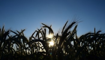 Stalks of wheat grow in a California field.