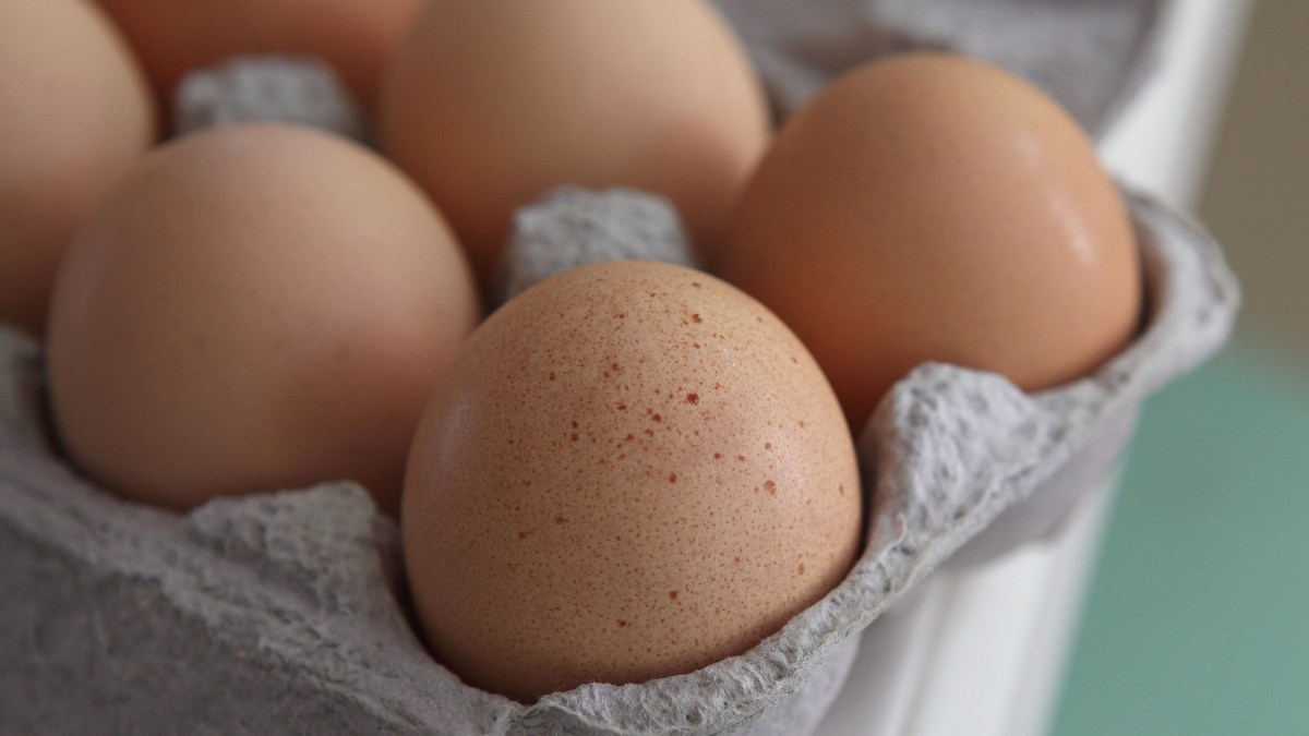Kuş gribi nedeniyle yumurta fiyatları artıyor