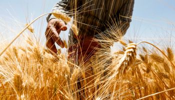 A farmer harvests wheat in a field.