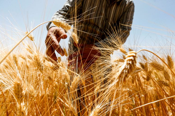 A farmer harvests wheat in a field.