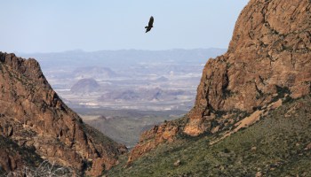 A falcon flies between rugged rocks in the Chisos Basin.
