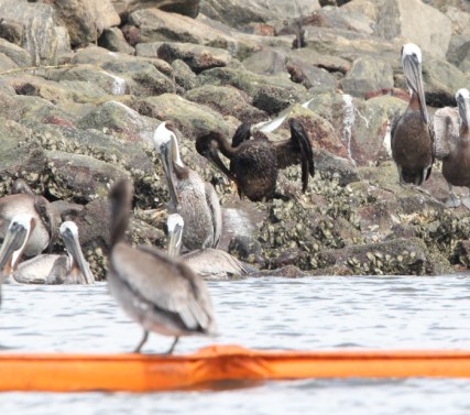 Pelicans are covered in oil near the Environmental Protection Barrier that was put up to surround the Golden Ray shipwreck.