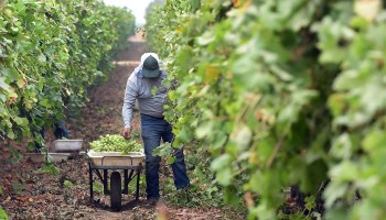 A farmworker picks grapes and sets them in a wheelbarrow in a vineyard.