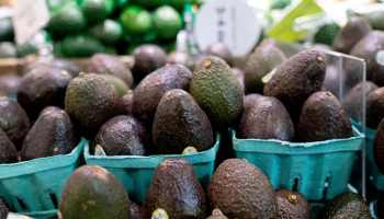 Avacados displayed in a grocery store.
