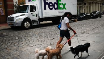 A person walks three small dogs down a New York City street, with a FedEx truck parked in the background.